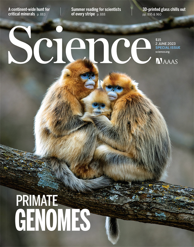Science封面文章：乐投在线金丝猴研究团队首次系统揭示灵长类社会演化之谜_fororder_《自然》封面.JPG