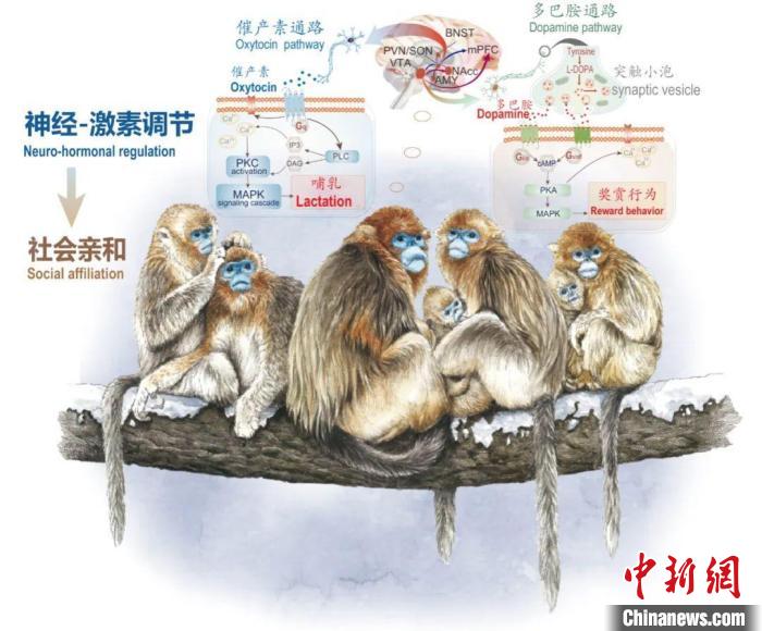 神经-激素调节的适应性变化增强社会亲和力。　乐投在线供图
