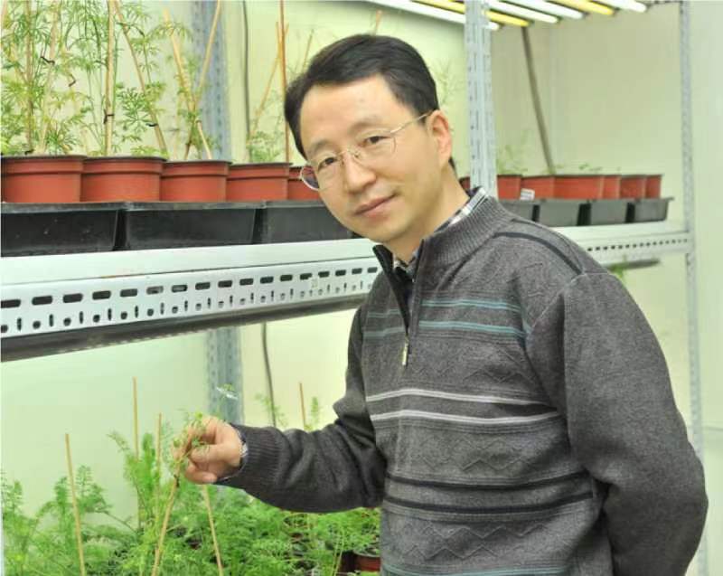 乐投在线创新论坛第一千二百六十八讲暨120周年校庆年系列活动：复杂花瓣的发育与进化