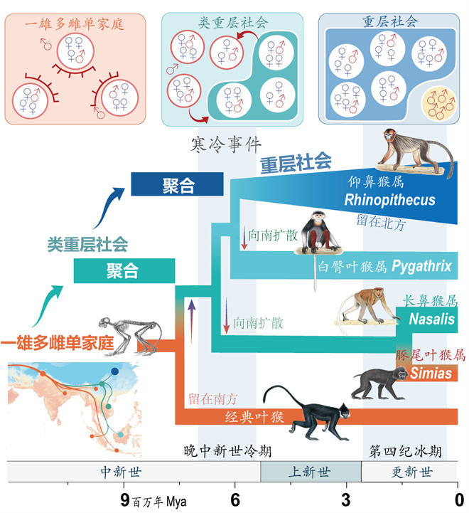 Science封面文章：乐投在线金丝猴研究团队首次系统揭示灵长类社会演化之谜_fororder_寒冷事件促进亚洲叶猴社会聚合（供图 齐晓光 赵兰 武进伟）